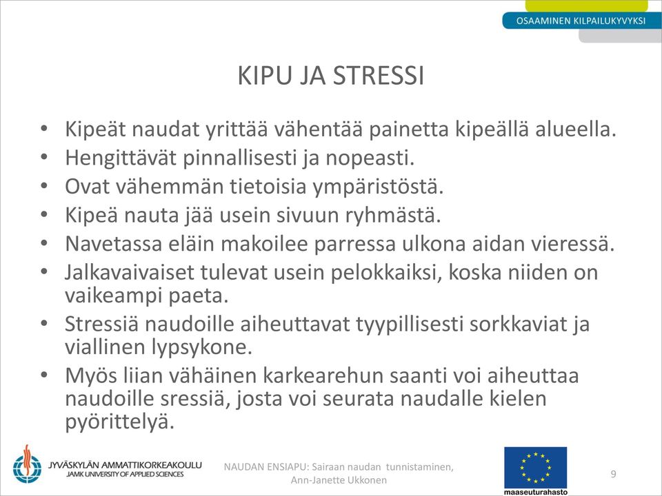 Navetassa eläin makoilee parressa ulkona aidan vieressä. Jalkavaivaiset tulevat usein pelokkaiksi, koska niiden on vaikeampi paeta.