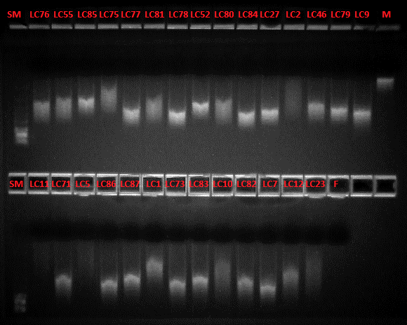 22 Kuvio 9. Esimerkki FlashGel -elektroforeesigeeliajon tuloksesta. Kuvassa kaikki potilasnäytteet (LC-numeroidut), referenssi-dna-näytteet (M=mies, F=nainen) sekä kokomarkkeri (SM).