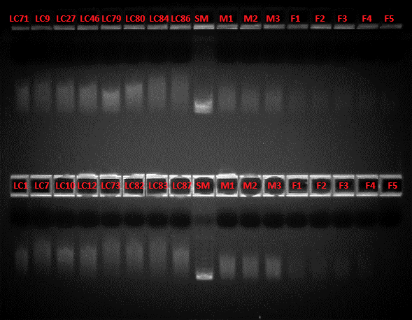 23 Digestio master mix valmistettiin SureTag DNA Labeling Kit -reagenssipakkauksen sisältämistä tarvikkeista sekä nukleaasivapaasta vedestä.