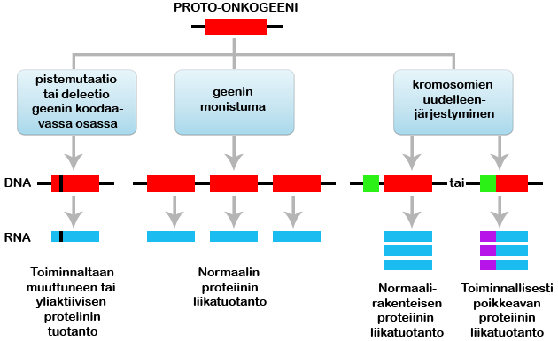 3 2.1 Onkogeenit ja kasvurajoitegeenit Solun kasvua suoraan säätelevien geenien mutaatioilla on suuri merkitys syövän synnyssä. Proto-onkogeenit ovat normaaleja solun geenejä.