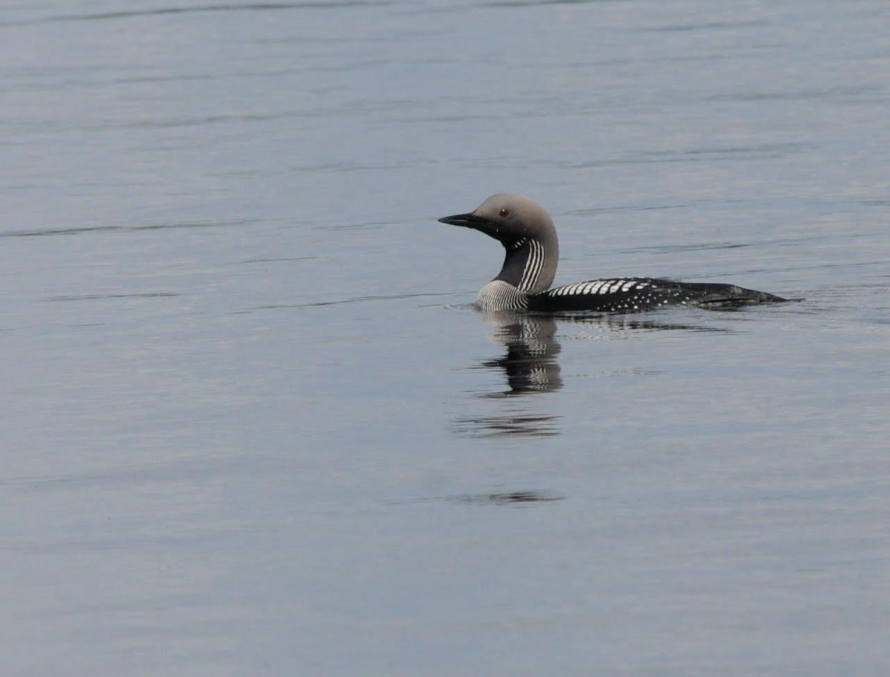 Gummandooran saariston Natura-arviointi Natura-arviosta laadittiin päivitys, koska mm.