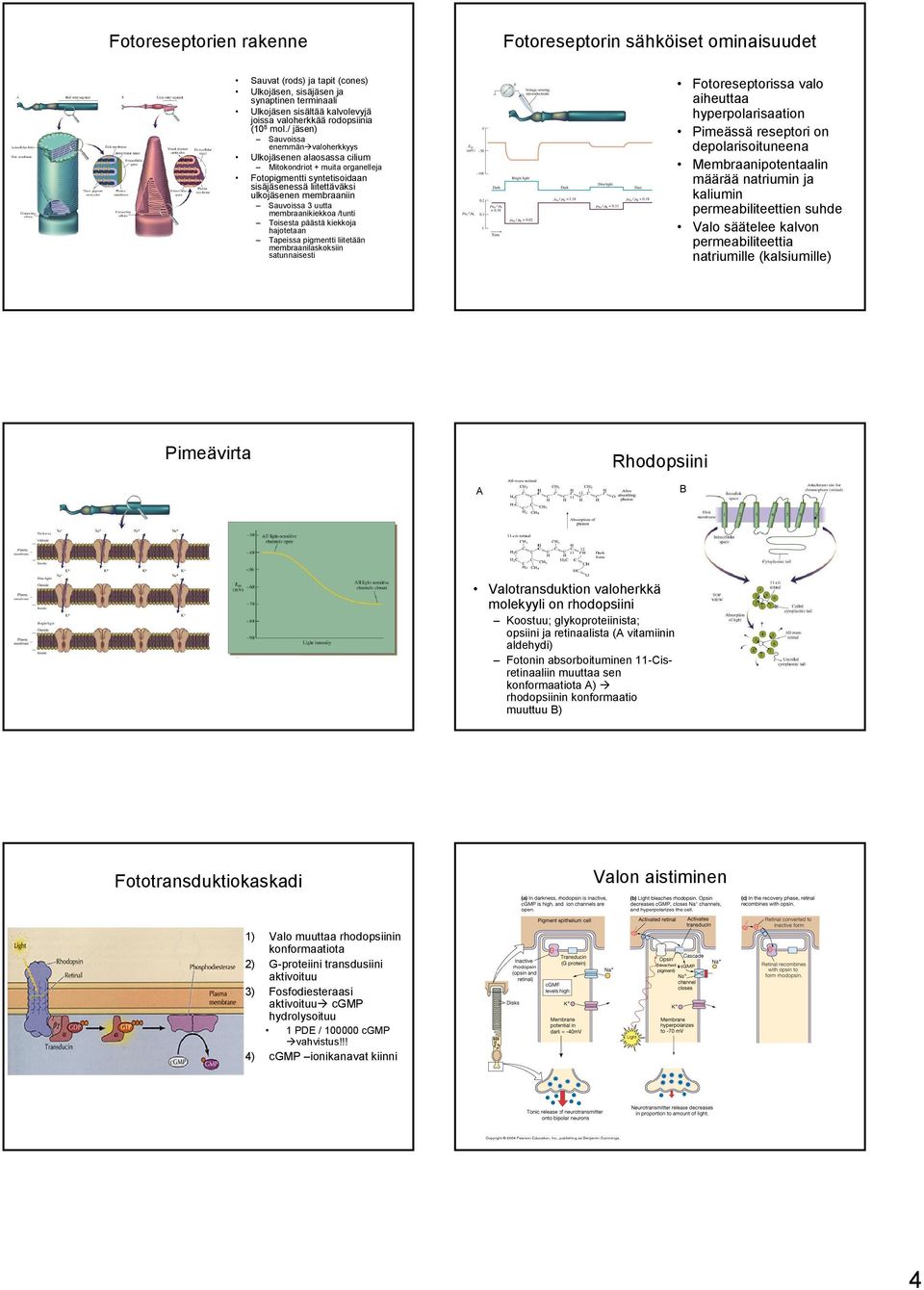 / jäsen) Sauvoissa enemmän valoherkkyys Ulkojäsenen alaosassa cilium Mitokondriot + muita organelleja Fotopigmentti syntetisoidaan sisäjäsenessä liitettäväksi ulkojäsenen membraaniin Sauvoissa 3