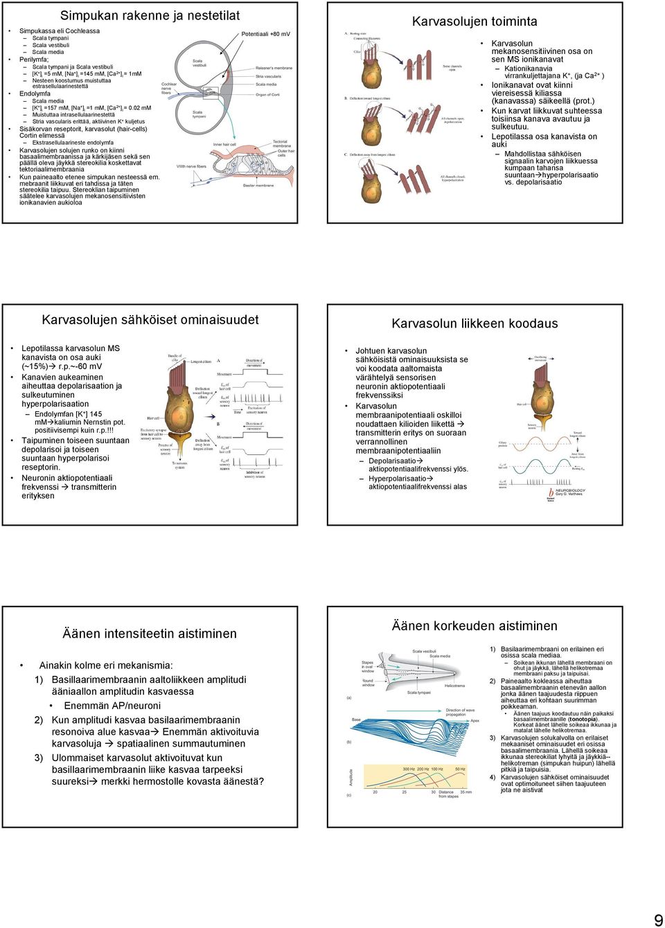 02 mm Muistuttaa intrasellulaarinestettä Stria vascularis erittää, aktiivinen K + kuljetus Sisäkorvan reseptorit, karvasolut (hair-cells) Cortin elimessä Ekstrasellulaarineste endolymfa Karvasolujen