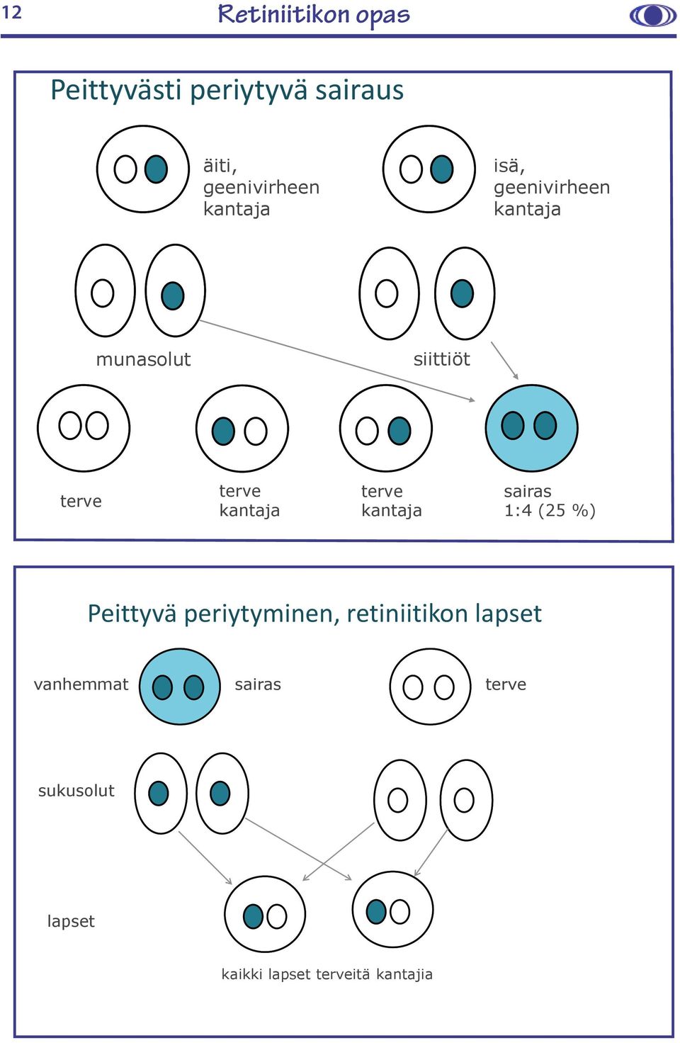 kantaja sairas 1:4 (25 %) Peittyvä periytyminen, retiniitikon lapset