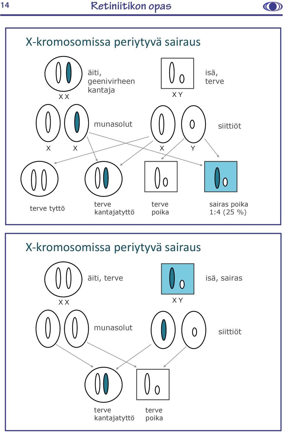 terve poika sairas poika 1:4 (25 %) X-kromosomissa periytyvä sairaus