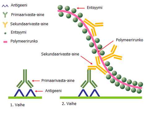 17 (90) Entsyymi-substraatti-reaktio voidaan kuvata seuraavasti: 1. Entsyymi (E) + Substraatti (S) = ES-kompleksi 2. ES E + Lopputuote (Boenisch 2006, 19).