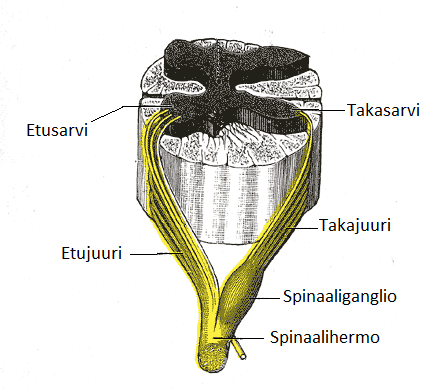 8 3.2.2 Sensorinen rata Sensoriset hermosyyt tuovat viestejä eri puolilta kehosta selkäydinhermon takajuurten kautta selkäytimen takasarveen harmaaseen aineeseen (kuvio 5).