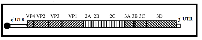 13 Kuvio 3. Coxsackievirus A9:n genomi. (Muokattu Airaksinen, 2000.) 2.1.1 Coxsackievirus A9 Coxsackievirukset jaetaan A- ja B-tyyppeihin ja ne kuuluvat pikornavirusheimoon, enterovirusten sukuun ja ihmisen enterovirus A D-lajeihin genomista riippuen.