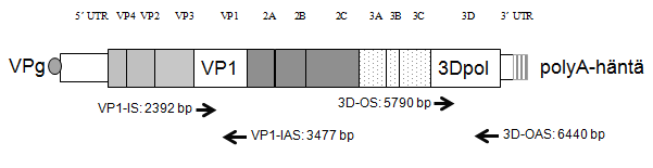 27 Taulukko 3. 3Dpol- ja VP1-alukkeiden sekvenssit. (Muokattu McWilliam Leitch ym., 2009).