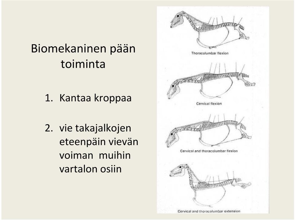 vie takajalkojen eteenpäin