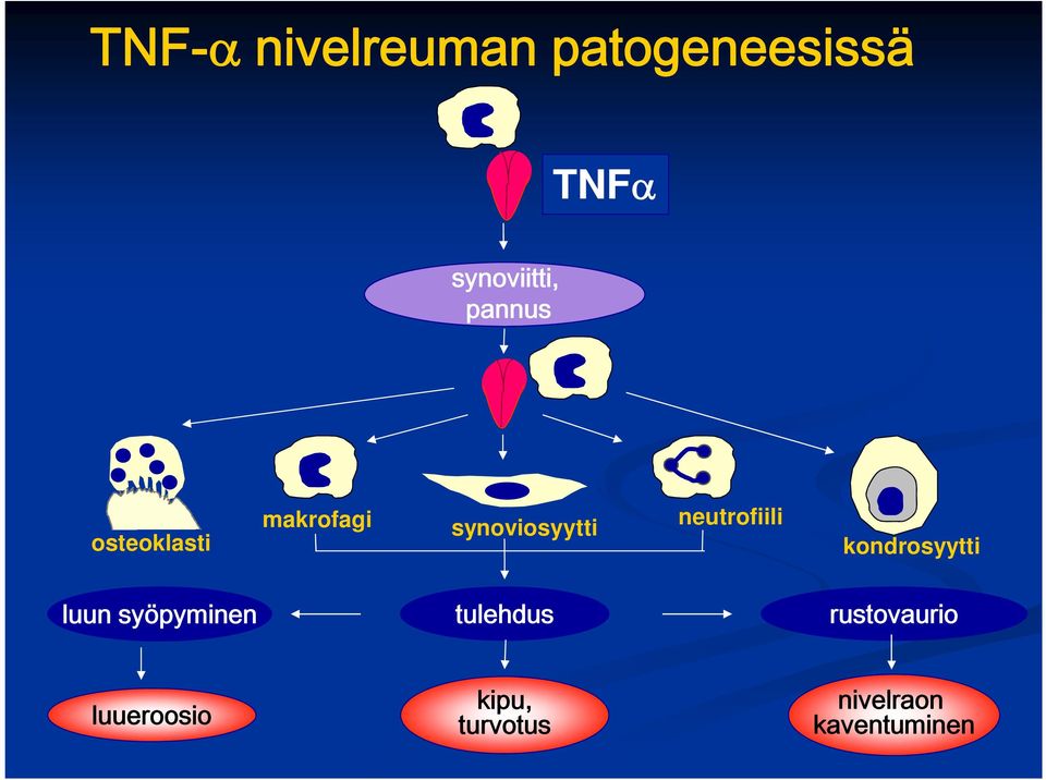 neutrofiili kondrosyytti luun syöpyminen tulehdus