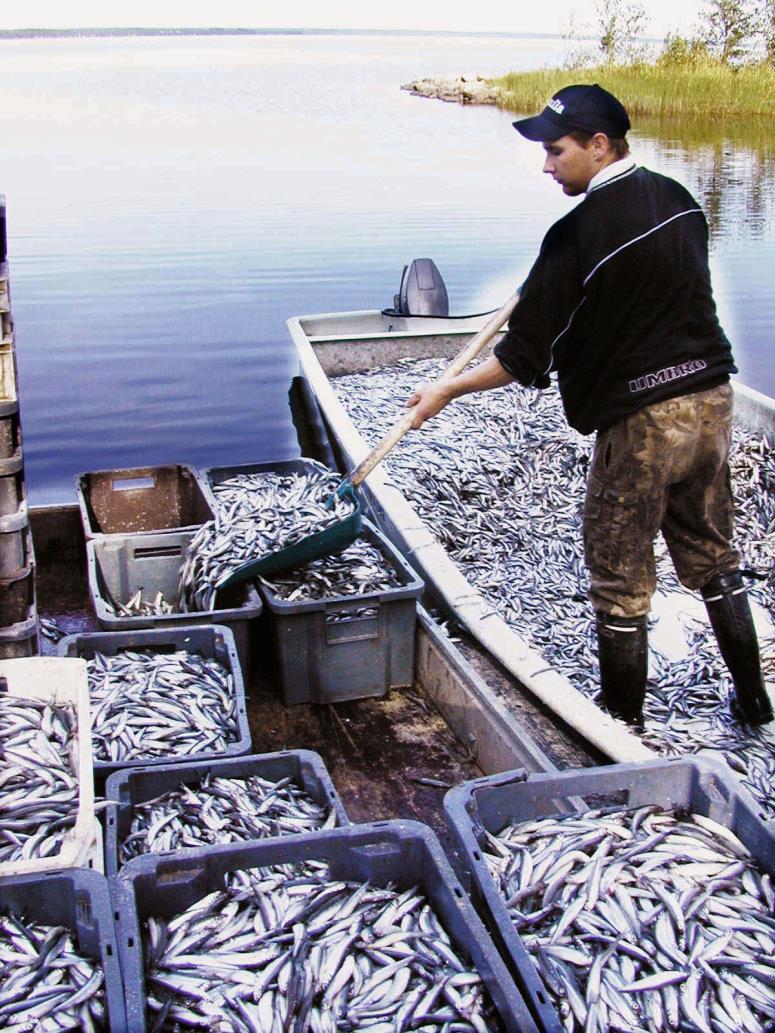 Kalastus elinkeinoksi Lappajärvellä-hanke 21-23 (24) Taustaa