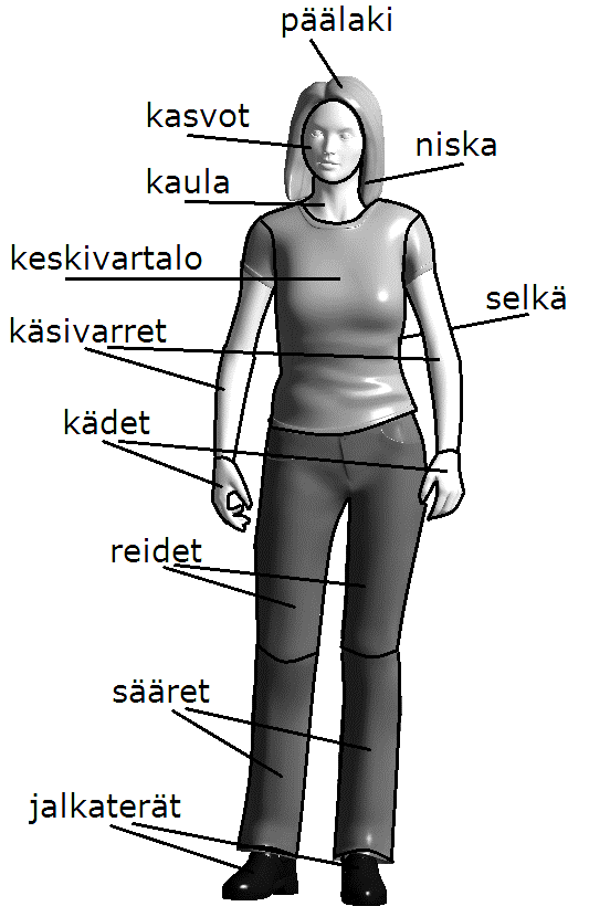 4 Sisäilmayhdistys raportti 33 Kuva 3. Kehon jaottelu eri osiin paikallisen lämpöviihtyvyyden kyselyssä. vapausasteiden korjaus (Greenhouse-Geisser).