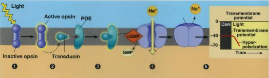 Valon vaikutus retinaaliin Pimeässä opsiiniin sitoutunut retinaalin cis-isomeeri purppuran värinen Valon vaikutuksesta opsiini ja retinaali erkanevat, retinaali muuttaa muotoaan trans-isomeeri