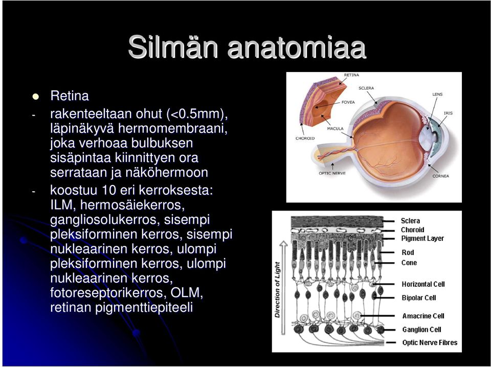 näköhermoon - koostuu 10 eri kerroksesta: ILM, hermosäiekerros iekerros, gangliosolukerros, sisempi