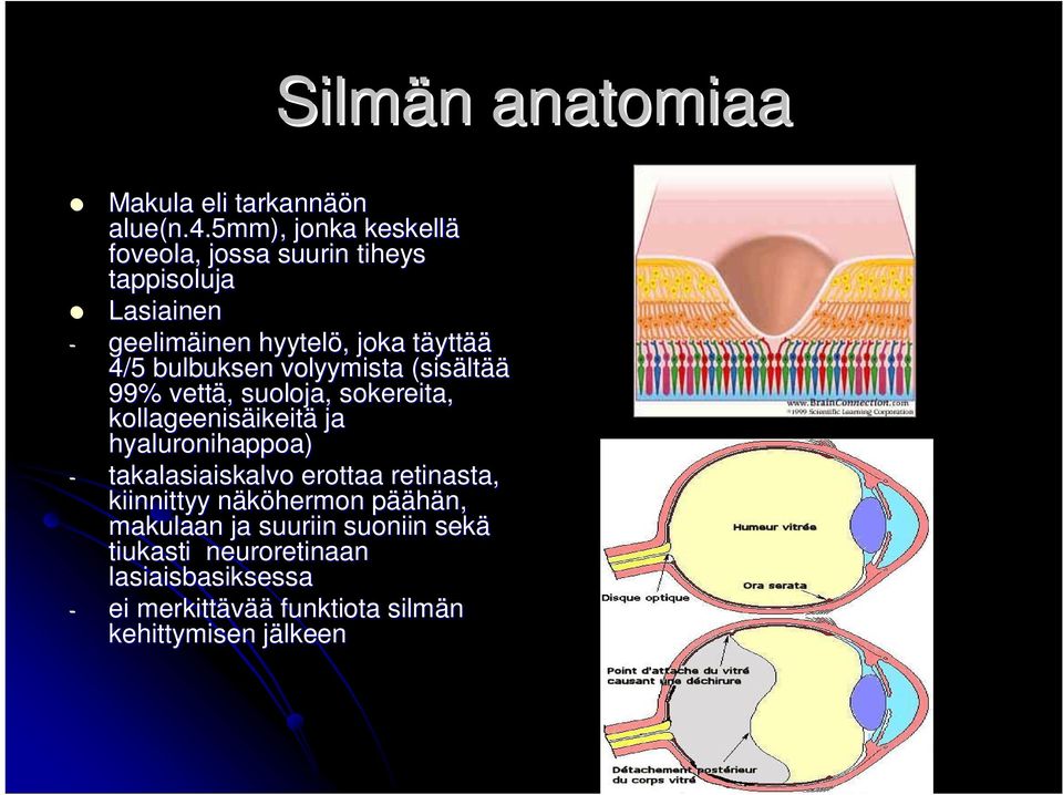 bulbuksen volyymista (sisältää 99% vettä, suoloja, sokereita, kollageenisäikeit ikeitä ja hyaluronihappoa) -