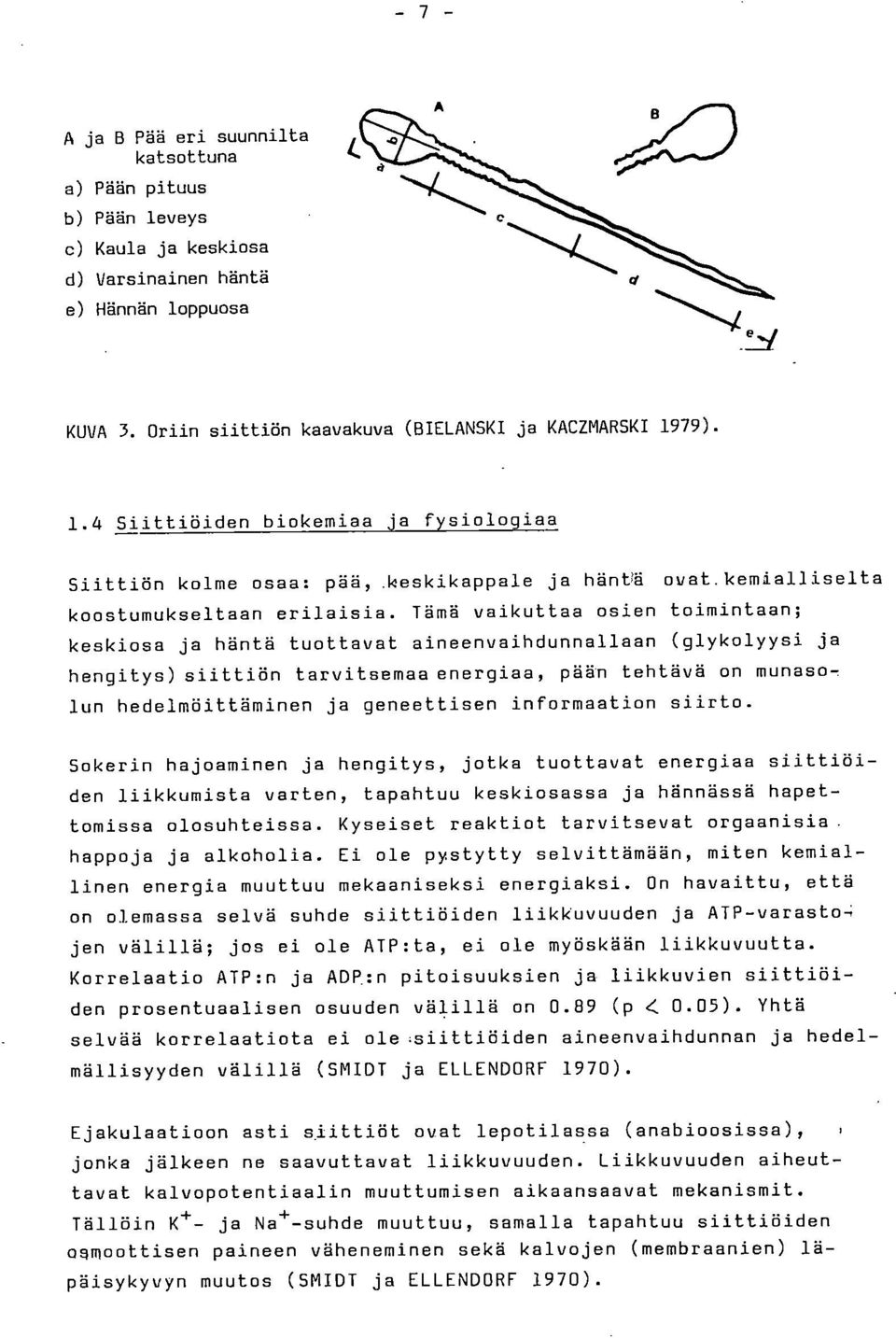 Tämä vaikuttaa osien toimintaan; keskiosa ja häntä tuottavat aineenvaihdunnallaan (glykolyysi ja hengitys) siittiön tarvitsemaa energiaa, pään tehtävä on munasolun hedelmöittäminen ja geneettisen