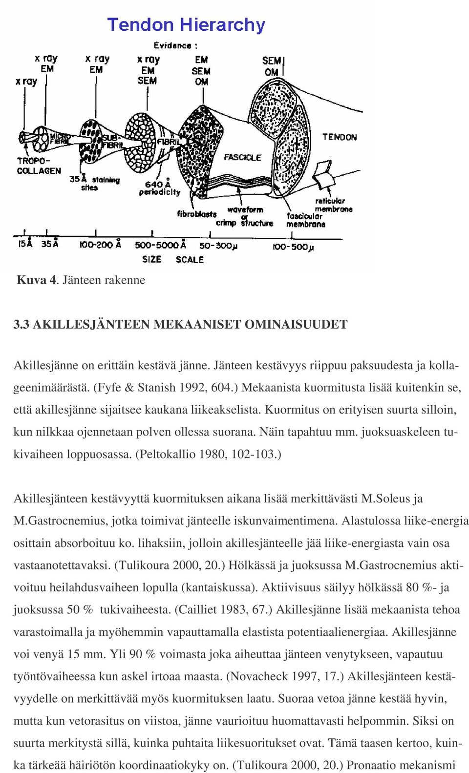 juoksuaskeleen tukivaiheen loppuosassa. (Peltokallio 1980, 102-103.) Akillesjänteen kestävyyttä kuormituksen aikana lisää merkittävästi M.Soleus ja M.