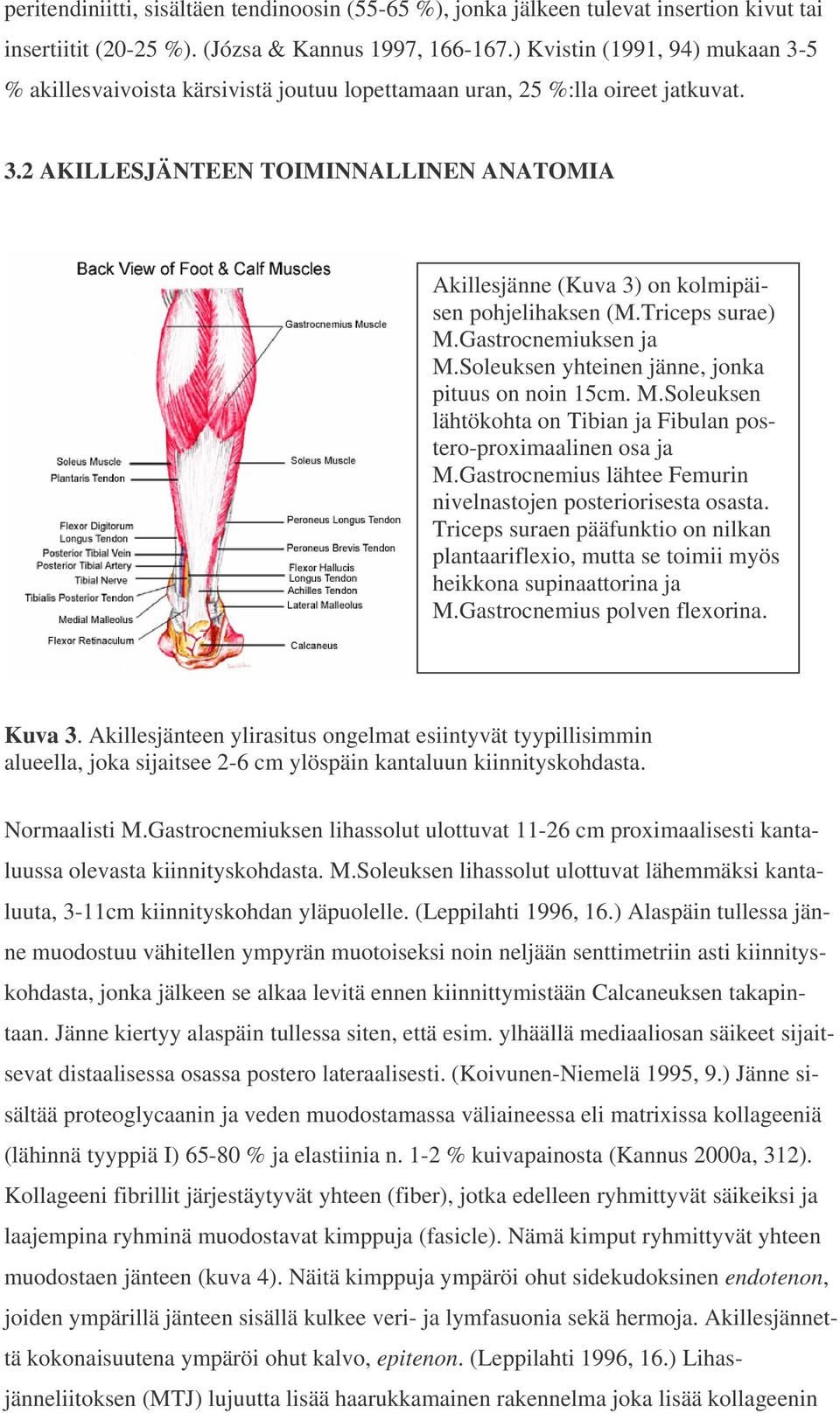 Triceps surae) M.Gastrocnemiuksen ja M.Soleuksen yhteinen jänne, jonka pituus on noin 15cm. M.Soleuksen lähtökohta on Tibian ja Fibulan postero-proximaalinen osa ja M.