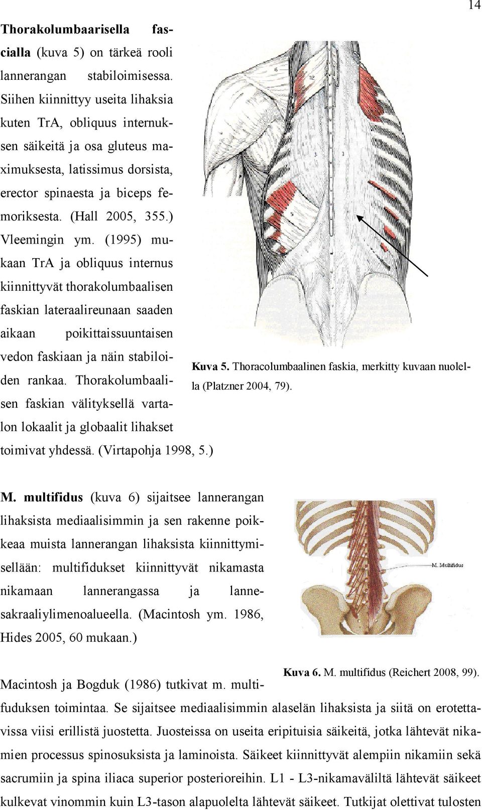 (1995) mukaan TrA ja obliquus internus kiinnittyvät thorakolumbaalisen faskian lateraalireunaan saaden aikaan poikittaissuuntaisen vedon faskiaan ja näin stabiloiden rankaa.