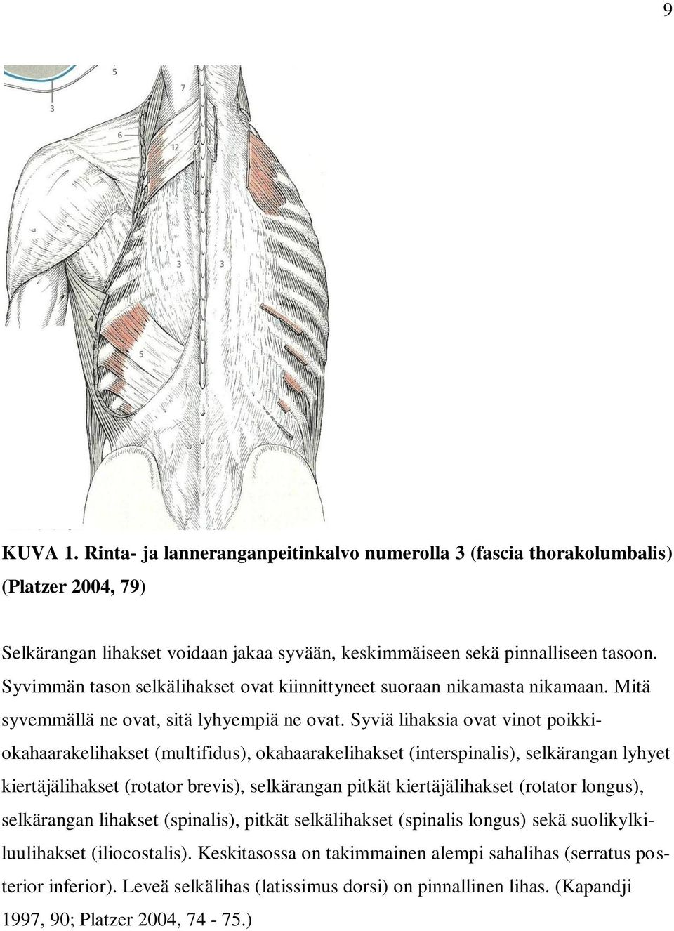 Syviä lihaksia ovat vinot poikkiokahaarakelihakset (multifidus), okahaarakelihakset (interspinalis), selkärangan lyhyet kiertäjälihakset (rotator brevis), selkärangan pitkät kiertäjälihakset (rotator