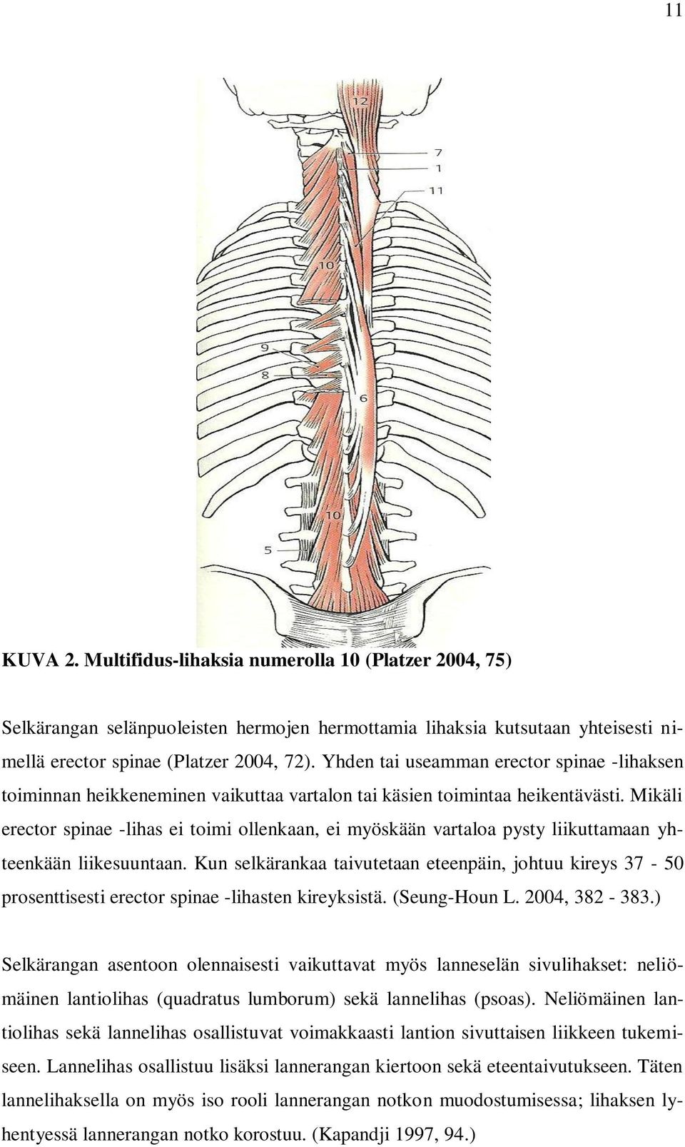 Mikäli erector spinae -lihas ei toimi ollenkaan, ei myöskään vartaloa pysty liikuttamaan yhteenkään liikesuuntaan.