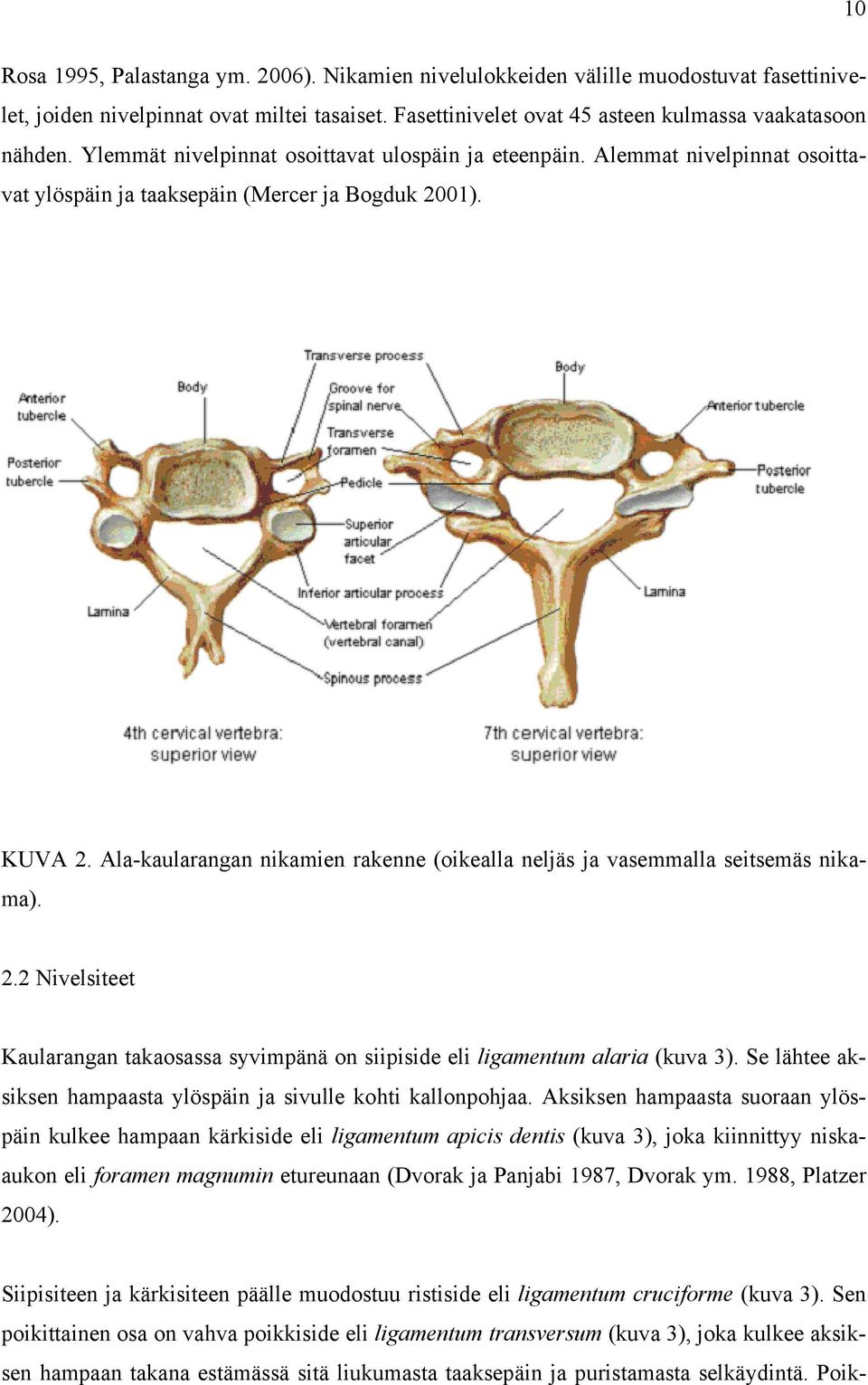 Ala-kaularangan nikamien rakenne (oikealla neljäs ja vasemmalla seitsemäs nikama). 2.2 Nivelsiteet Kaularangan takaosassa syvimpänä on siipiside eli ligamentum alaria (kuva 3).