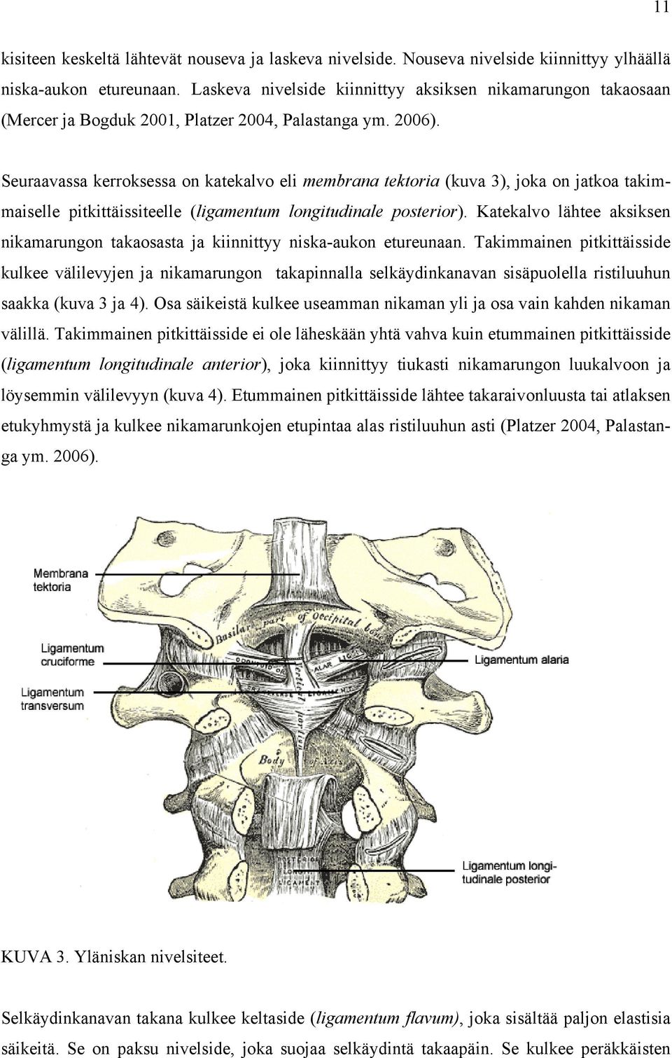 Seuraavassa kerroksessa on katekalvo eli membrana tektoria (kuva 3), joka on jatkoa takimmaiselle pitkittäissiteelle (ligamentum longitudinale posterior).