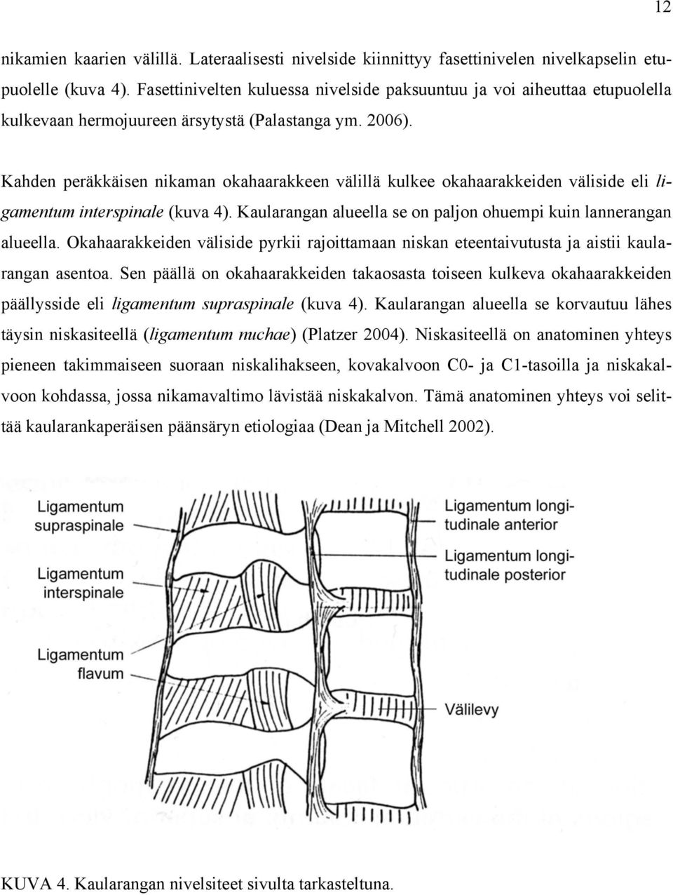 Kahden peräkkäisen nikaman okahaarakkeen välillä kulkee okahaarakkeiden väliside eli ligamentum interspinale (kuva 4). Kaularangan alueella se on paljon ohuempi kuin lannerangan alueella.