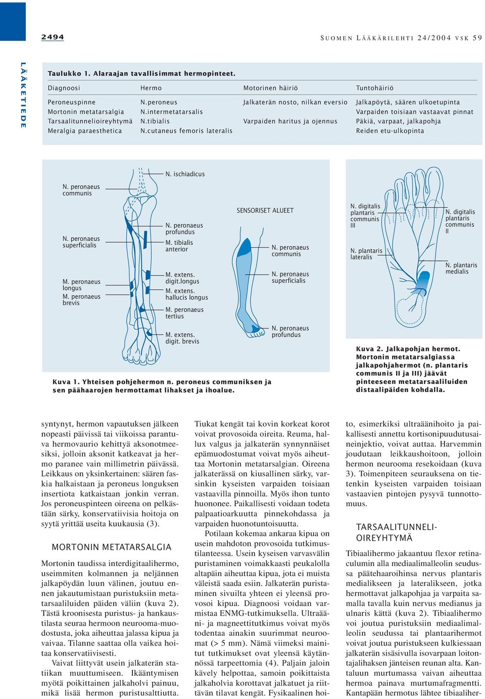 tibialis Varpaiden haritus ja ojennus Päkiä, varpaat, jalkapohja Meralgia paraesthetica N.cutaneus femoris lateralis Reiden etu-ulkopinta N. ischiadicus superficialis M. peronaeus longus M.