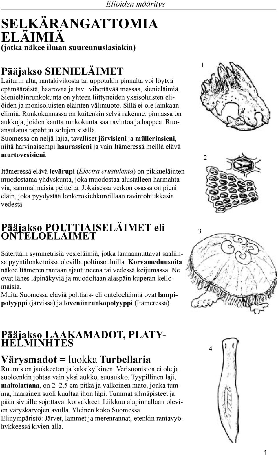 Runkokunnassa on kuitenkin selvä rakenne: pinnassa on aukkoja, joiden kautta runkokunta saa ravintoa ja happea. Ruoansulatus tapahtuu solujen sisällä.