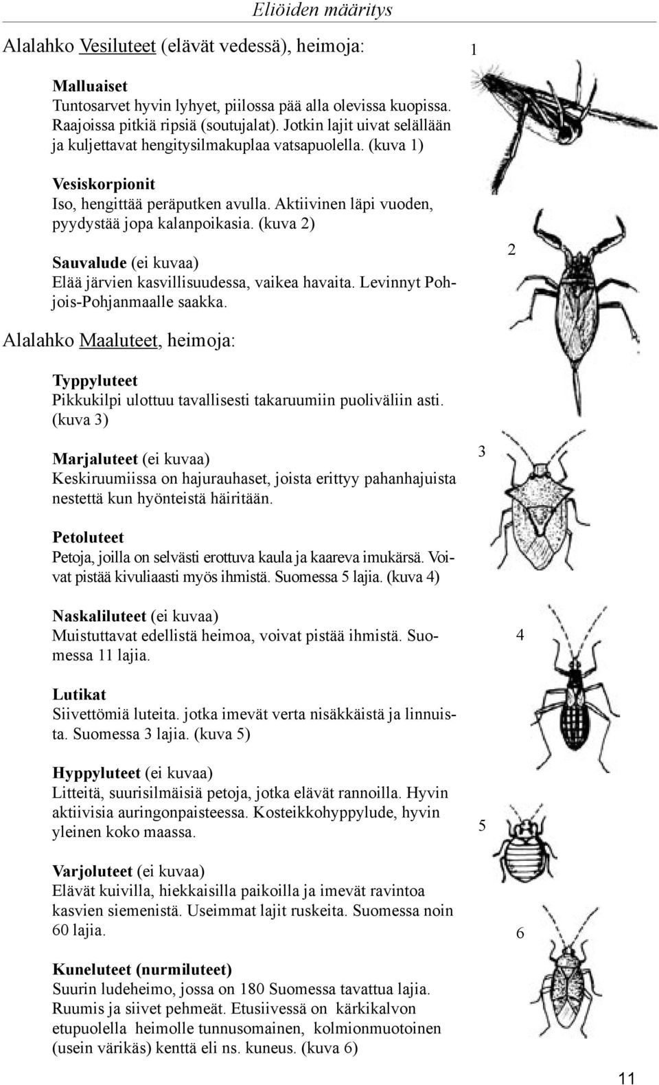 (kuva ) Sauvalude (ei kuvaa) Elää järvien kasvillisuudessa, vaikea havaita. Levinnyt Pohjois-Pohjanmaalle saakka.