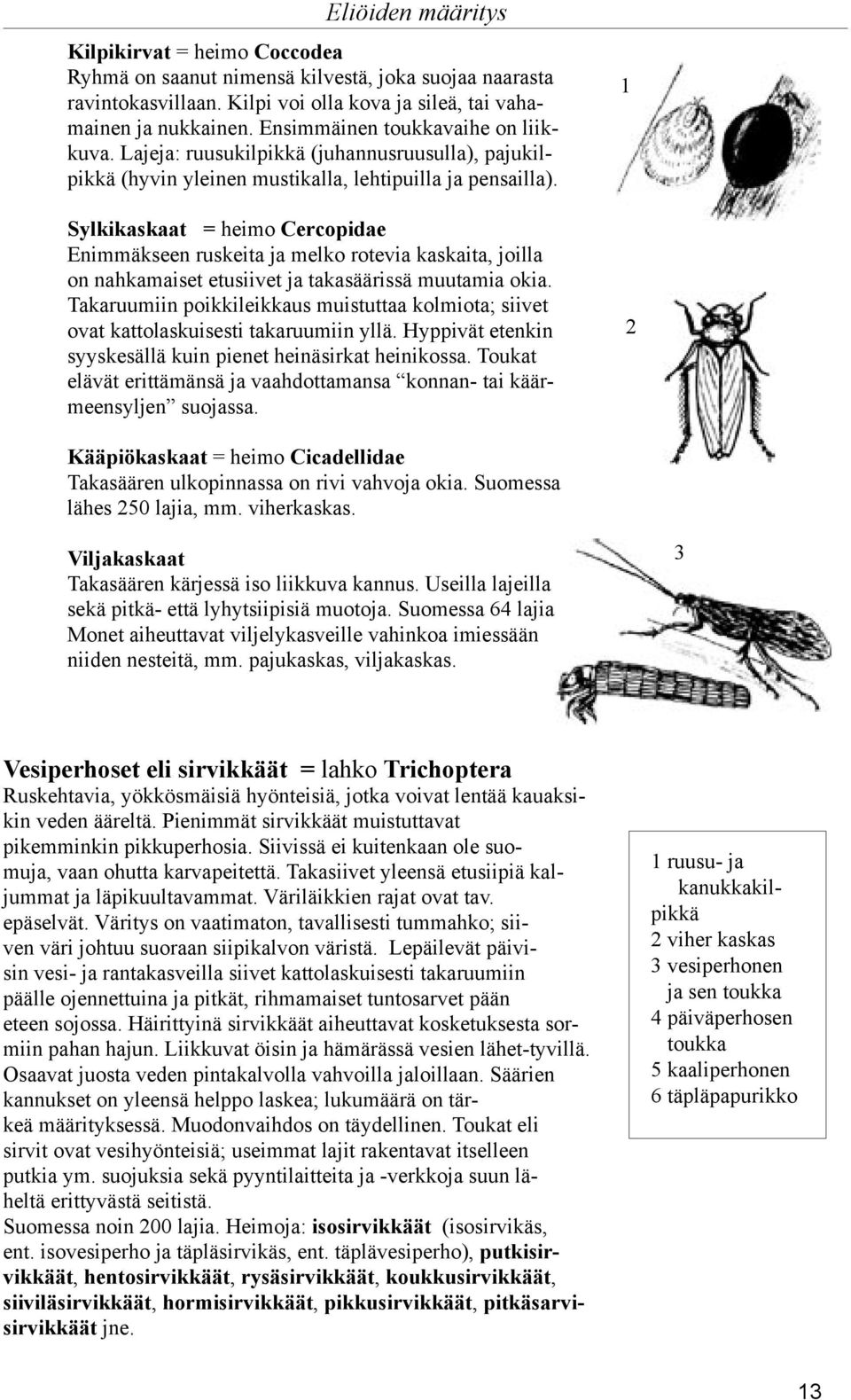 Sylkikaskaat = heimo Cercopidae Enimmäkseen ruskeita ja melko rotevia kaskaita, joilla on nahkamaiset etusiivet ja takasäärissä muutamia okia.