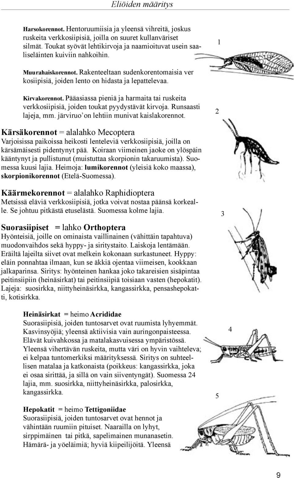 Kirvakorennot. Pääasiassa pieniä ja harmaita tai ruskeita verkkosiipisiä, joiden toukat pyydystävät kirvoja. Runsaasti lajeja, mm. järviruo on lehtiin munivat kaislakorennot.