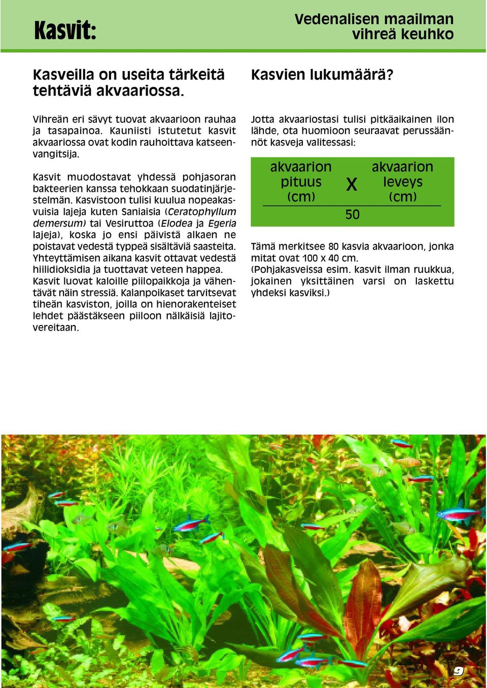 Kasvistoon tulisi kuulua nopeakasvuisia lajeja kuten Saniaisia (Ceratophyllum demersum) tai Vesiruttoa (Elodea ja Egeria lajeja), koska jo ensi päivistä alkaen ne poistavat vedestä typpeä sisältäviä