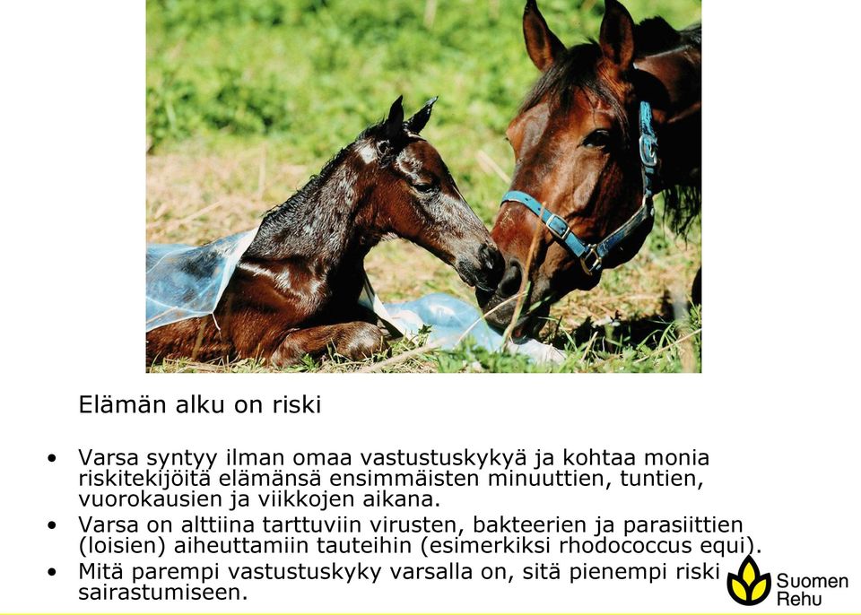 Varsa on alttiina tarttuviin virusten, bakteerien ja parasiittien (loisien) aiheuttamiin
