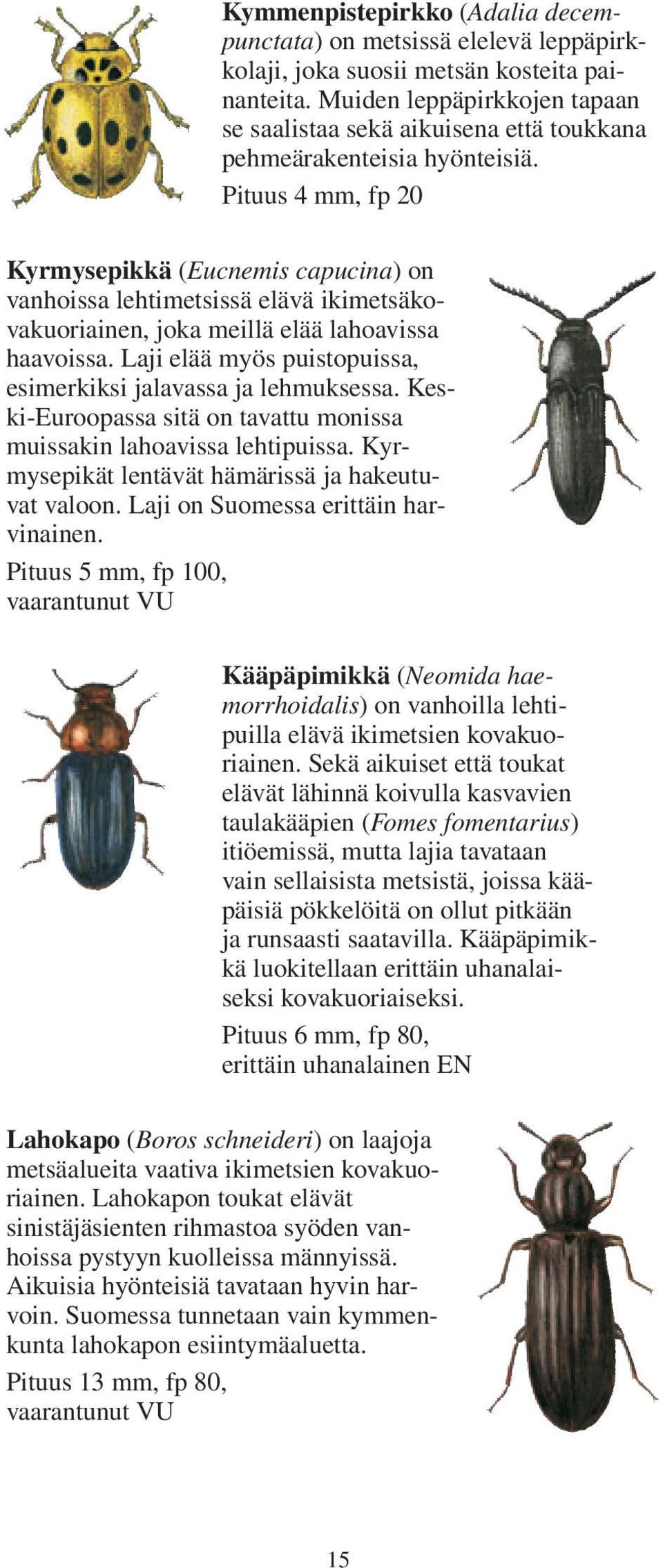 Pituus 4 mm, fp 20 Kyrmysepikkä (Eucnemis capucina) on vanhoissa lehtimetsissä elävä ikimetsäkovakuoriainen, joka meillä elää lahoavissa haavoissa.