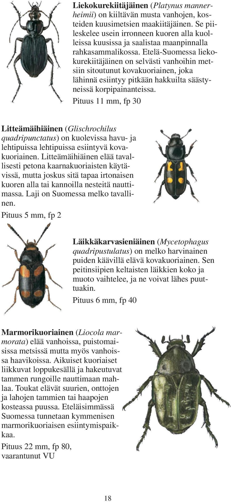 Etelä-Suomessa liekokurekiitäjäinen on selvästi vanhoihin metsiin sitoutunut kovakuoriainen, joka lähinnä esiintyy pitkään hakkuilta säästyneissä korpipainanteissa.