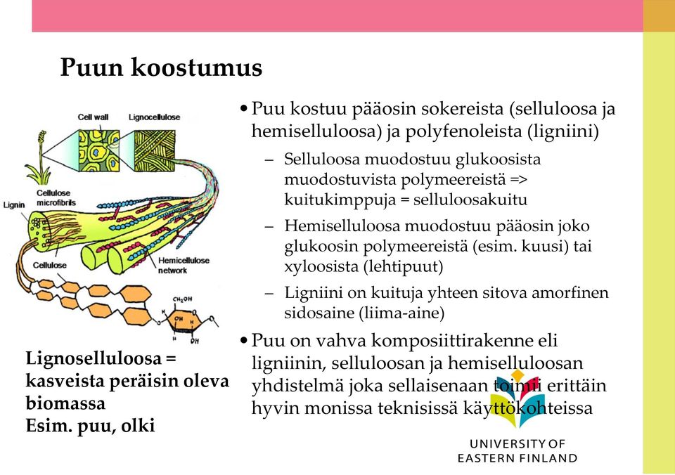 polymeereistä => kuitukimppuja = selluloosakuitu Hemiselluloosa muodostuu pääosin joko glukoosin polymeereistä (esim.