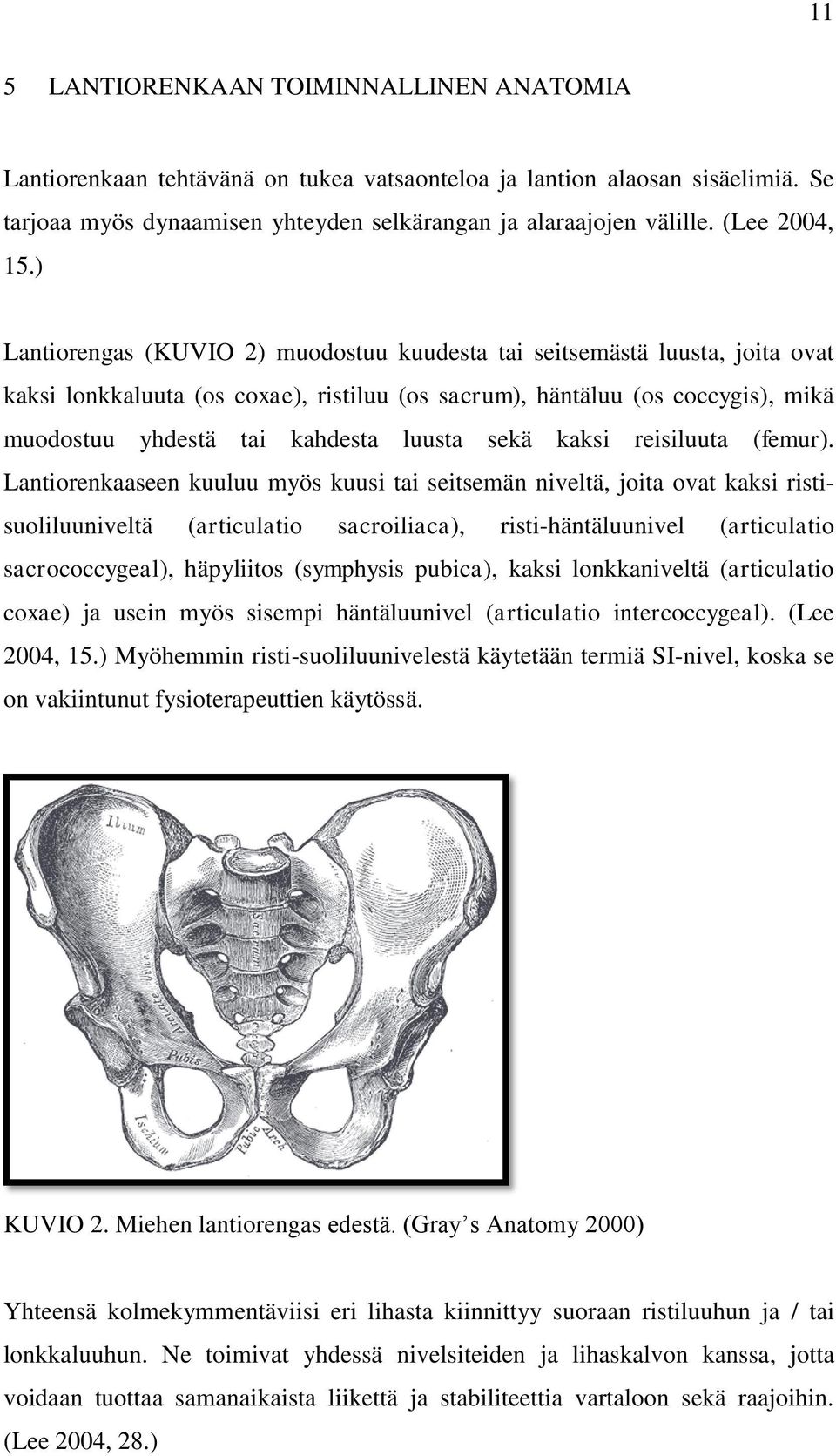 ) Lantiorengas (KUVIO 2) muodostuu kuudesta tai seitsemästä luusta, joita ovat kaksi lonkkaluuta (os coxae), ristiluu (os sacrum), häntäluu (os coccygis), mikä muodostuu yhdestä tai kahdesta luusta