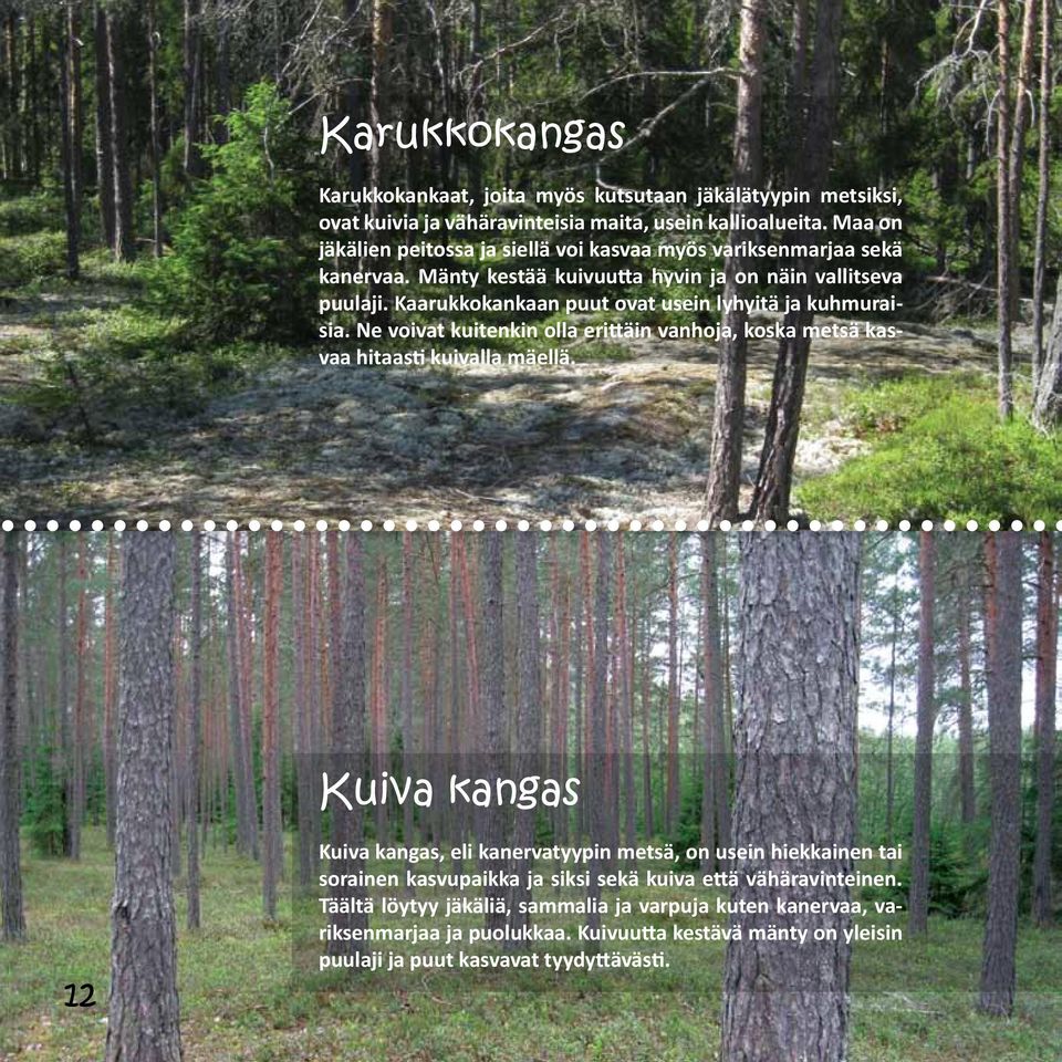 Kaarukkokankaan puut ovat usein lyhyitä ja kuhmuraisia. Ne voivat kuitenkin olla erittäin vanhoja, koska metsä kasvaa hitaasti kuivalla mäellä.