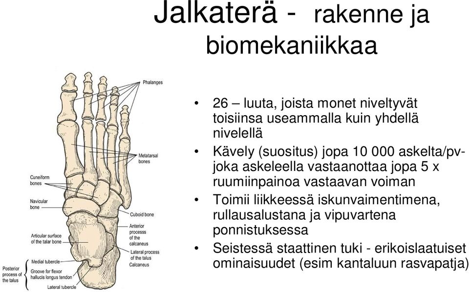 ruumiinpainoa vastaavan voiman Toimii liikkeessä iskunvaimentimena, rullausalustana ja vipuvartena