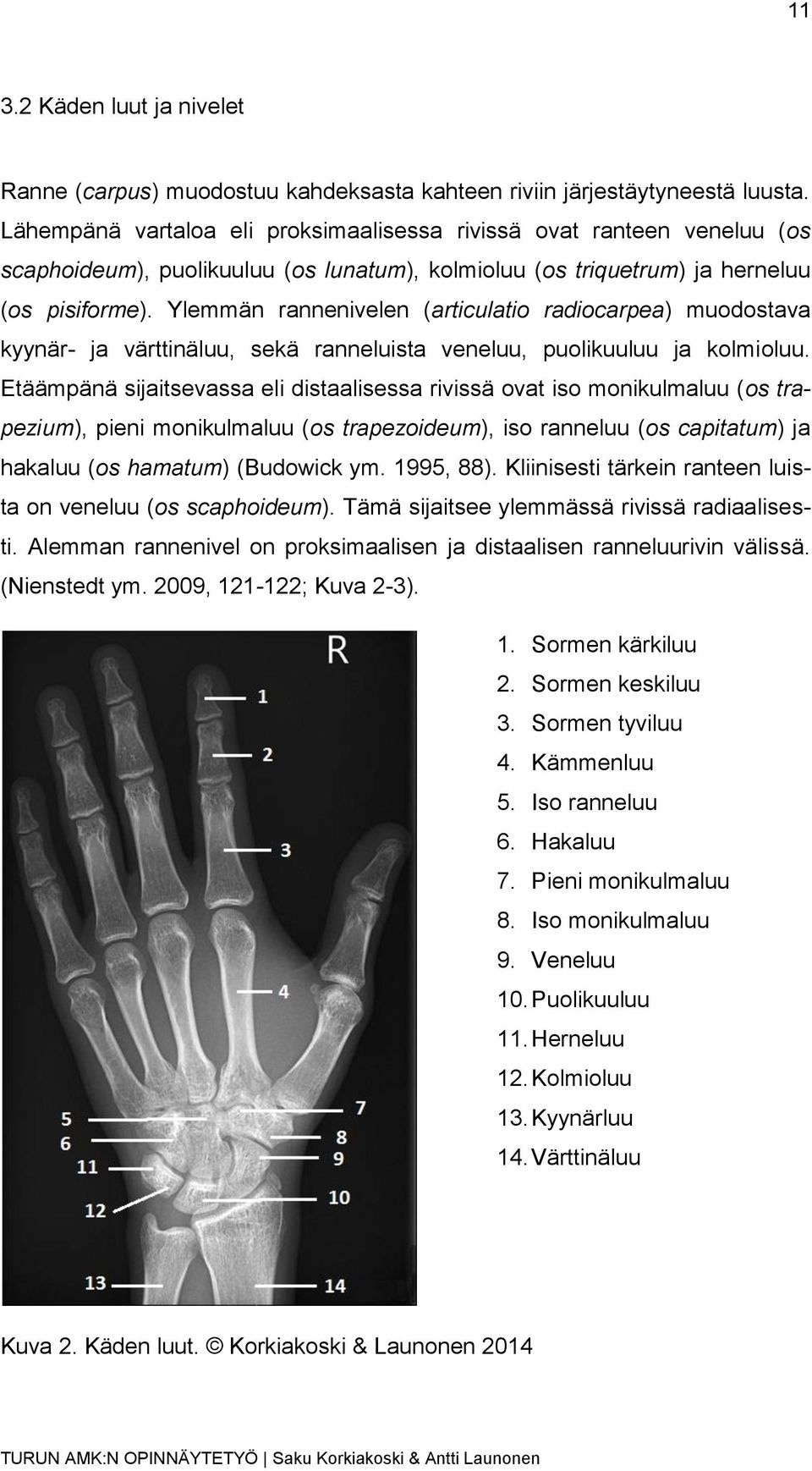 Ylemmän rannenivelen (articulatio radiocarpea) muodostava kyynär- ja värttinäluu, sekä ranneluista veneluu, puolikuuluu ja kolmioluu.