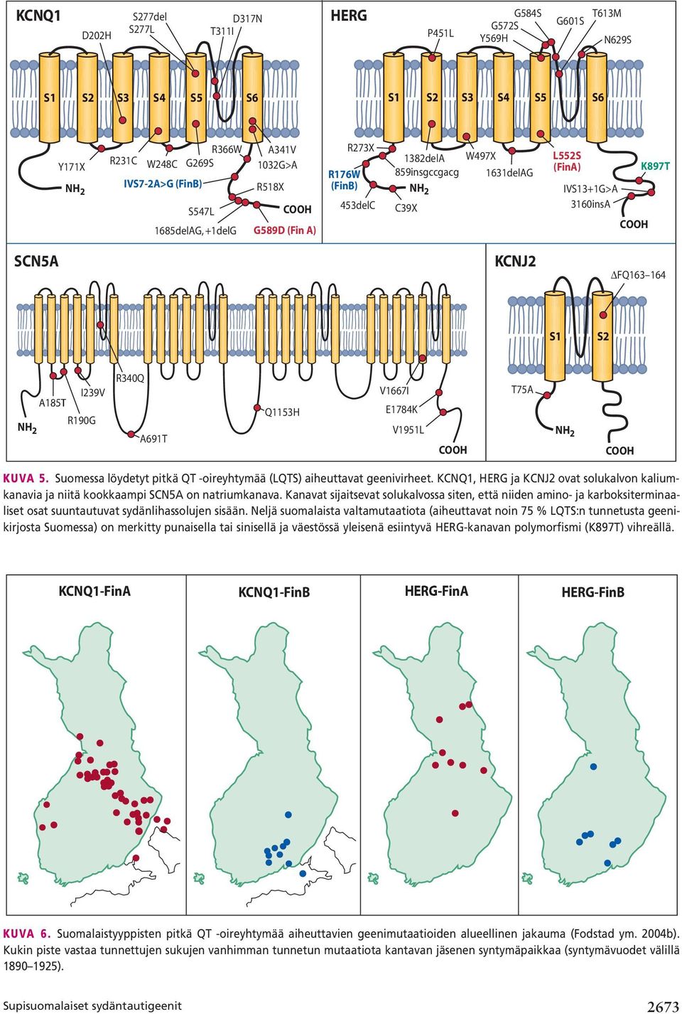 R190G NH 2 R340Q A691T Q1153H V1667I E1784K V1951L COOH T75A NH 2 COOH KUVA 5. Suomessa löydetyt pitkä QT -oireyhtymää (LQTS) aiheuttavat geenivirheet.