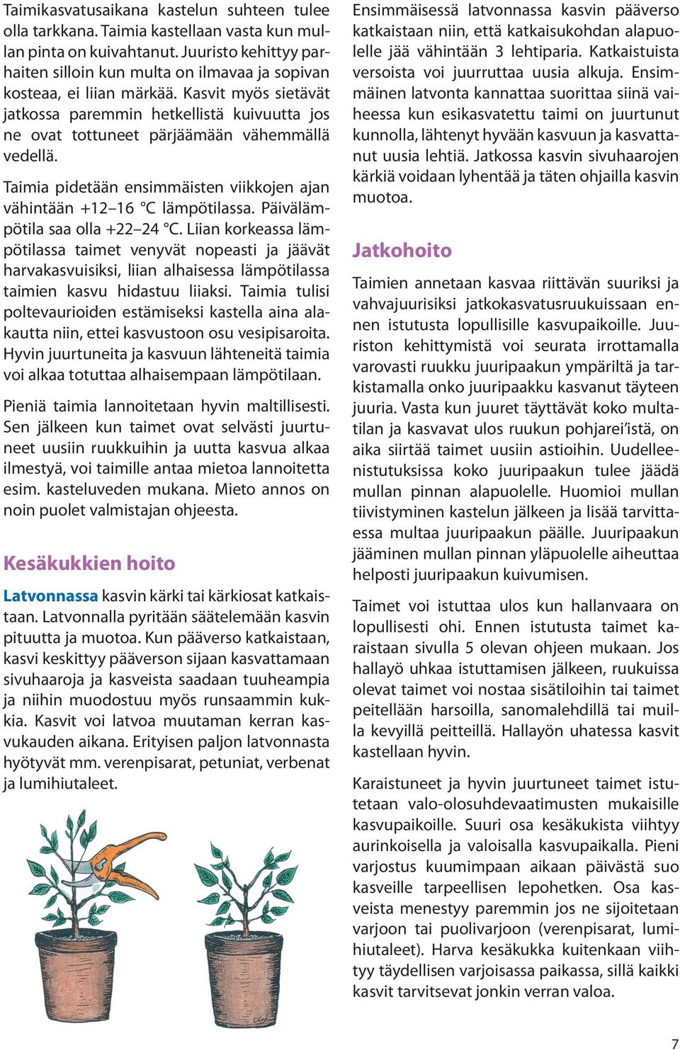 Kasvit myös sietävät jatkossa paremmin hetkellistä kuivuutta jos ne ovat tottuneet pärjäämään vähemmällä vedellä. Taimia pidetään ensimmäisten viikkojen ajan vähintään +12 16 C lämpötilassa.