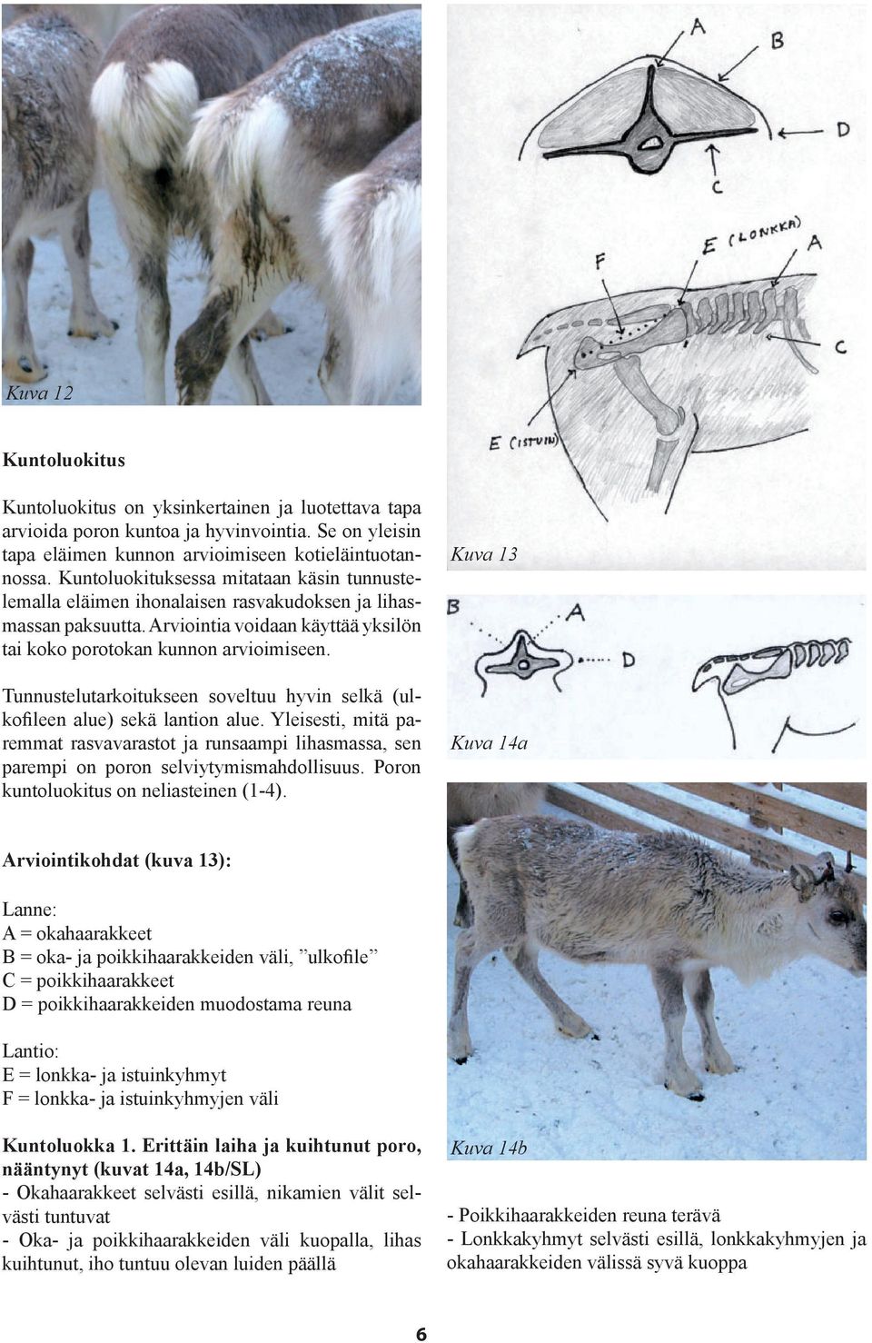 Tunnustelutarkoitukseen soveltuu hyvin selkä (ulkofileen alue) sekä lantion alue. Yleisesti, mitä paremmat rasvavarastot ja runsaampi lihasmassa, sen parempi on poron selviytymismahdollisuus.