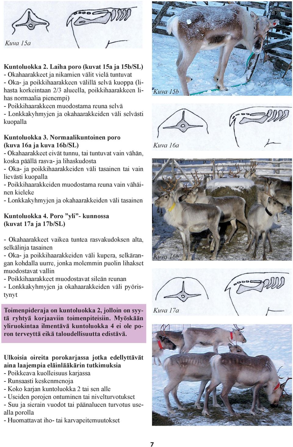 pienempi) - Poikkihaarakkeen muodostama reuna selvä - Lonkkakyhmyjen ja okahaarakkeiden väli selvästi kuopalla Kuntoluokka 3.