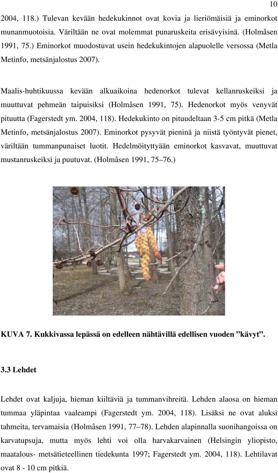 Maalis-huhtikuussa kevään alkuaikoina hedenorkot tulevat kellanruskeiksi ja muuttuvat pehmeän taipuisiksi (Holmåsen 1991, 75). Hedenorkot myös venyvät pituutta (Fagerstedt ym. 2004, 118).