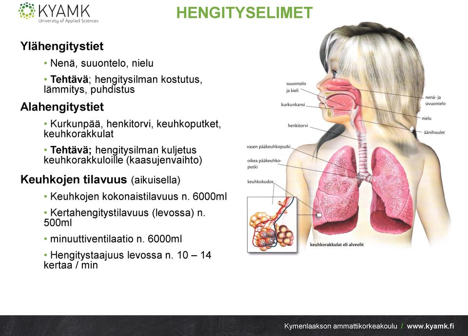 (kaasujenvaihto) Keuhkojen tilavuus (aikuisella) Keuhkojen kokonaistilavuus n.