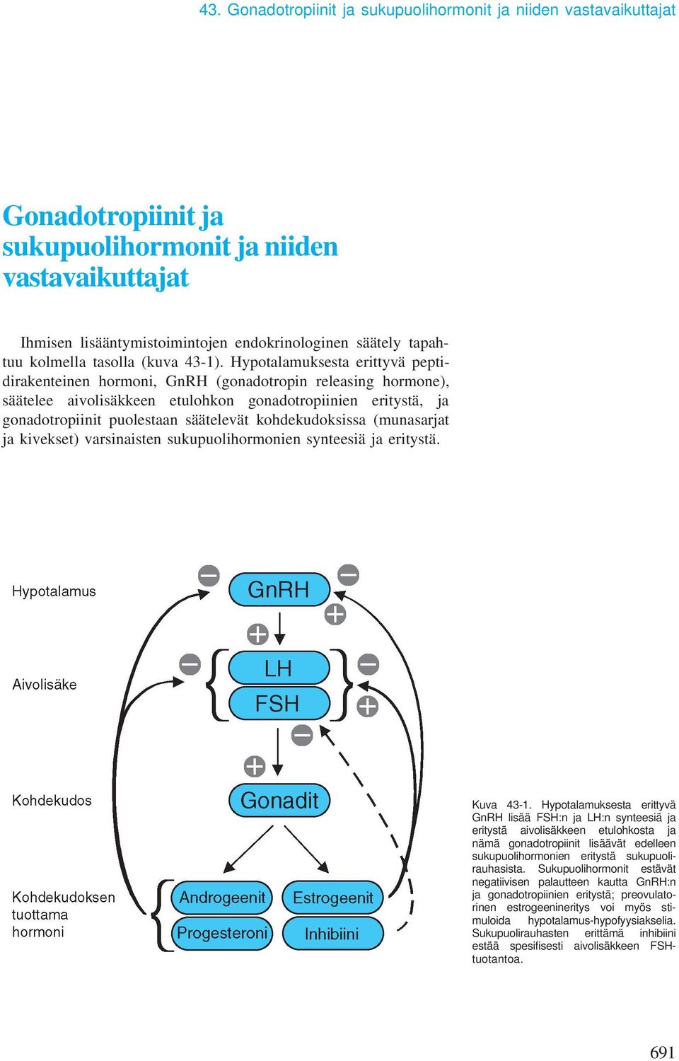 Hypotalamuksesta erittyvä peptidirakenteinen hormoni, GnRH (gonadotropin releasing hormone), säätelee aivolisäkkeen etulohkon gonadotropiinien eritystä, ja gonadotropiinit puolestaan säätelevät